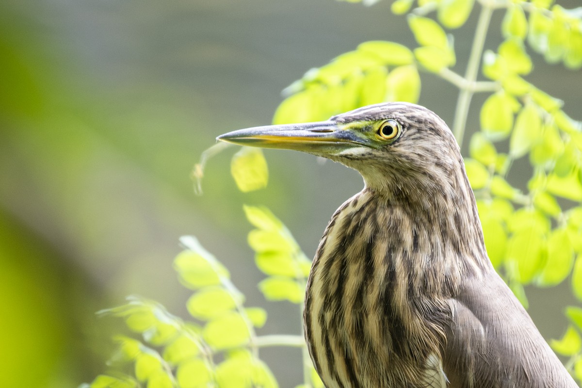 Paddyreiher - ML644743172