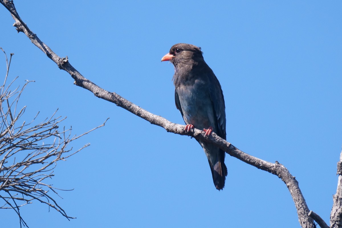 Dollarbird - ML644743177