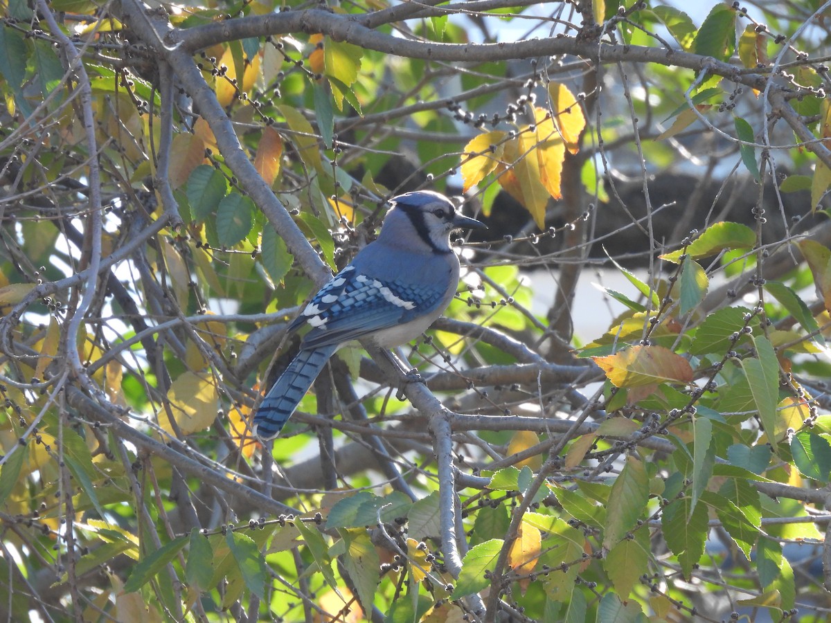 Blue Jay - ML644743188