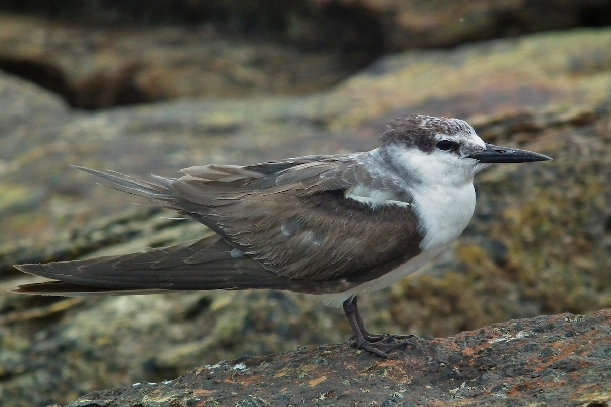 Bridled Tern - ML644743195