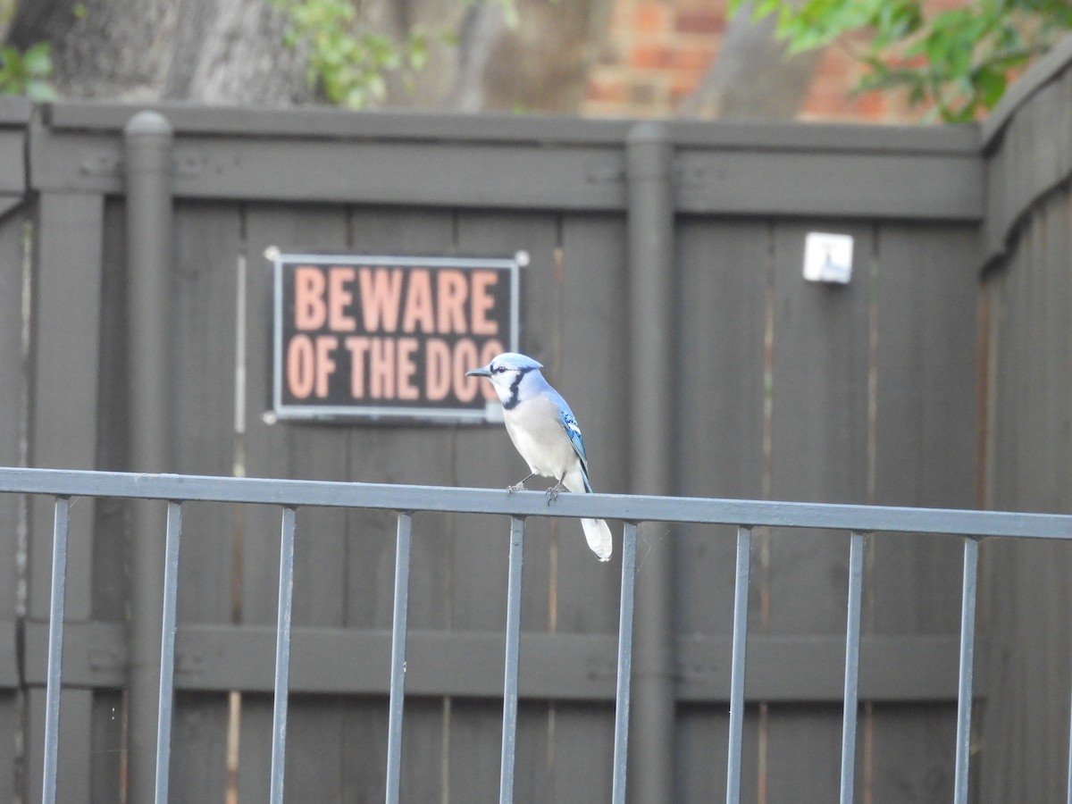 Blue Jay - ML644743197