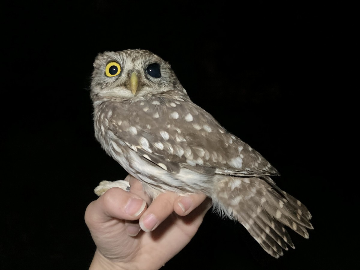 Сич хатній - ML644743201