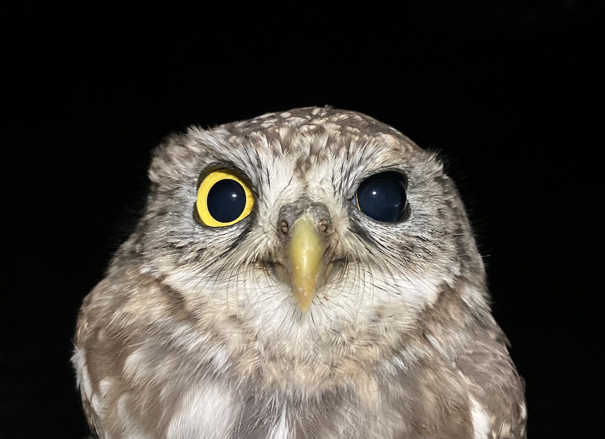 Сич хатній - ML644743208