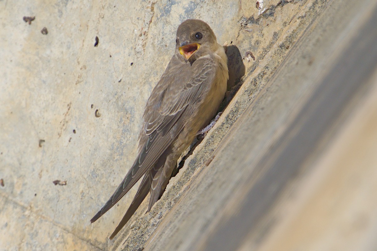 Eurasian Crag-Martin - ML644743213
