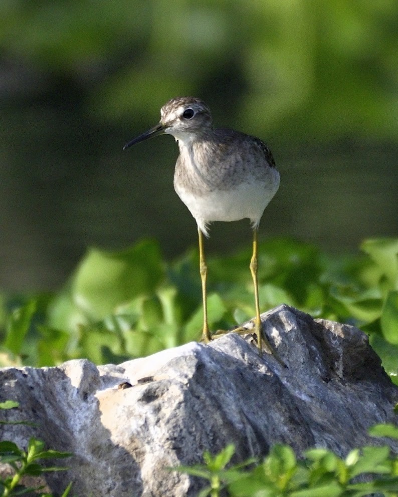 vodouš bahenní - ML644743218