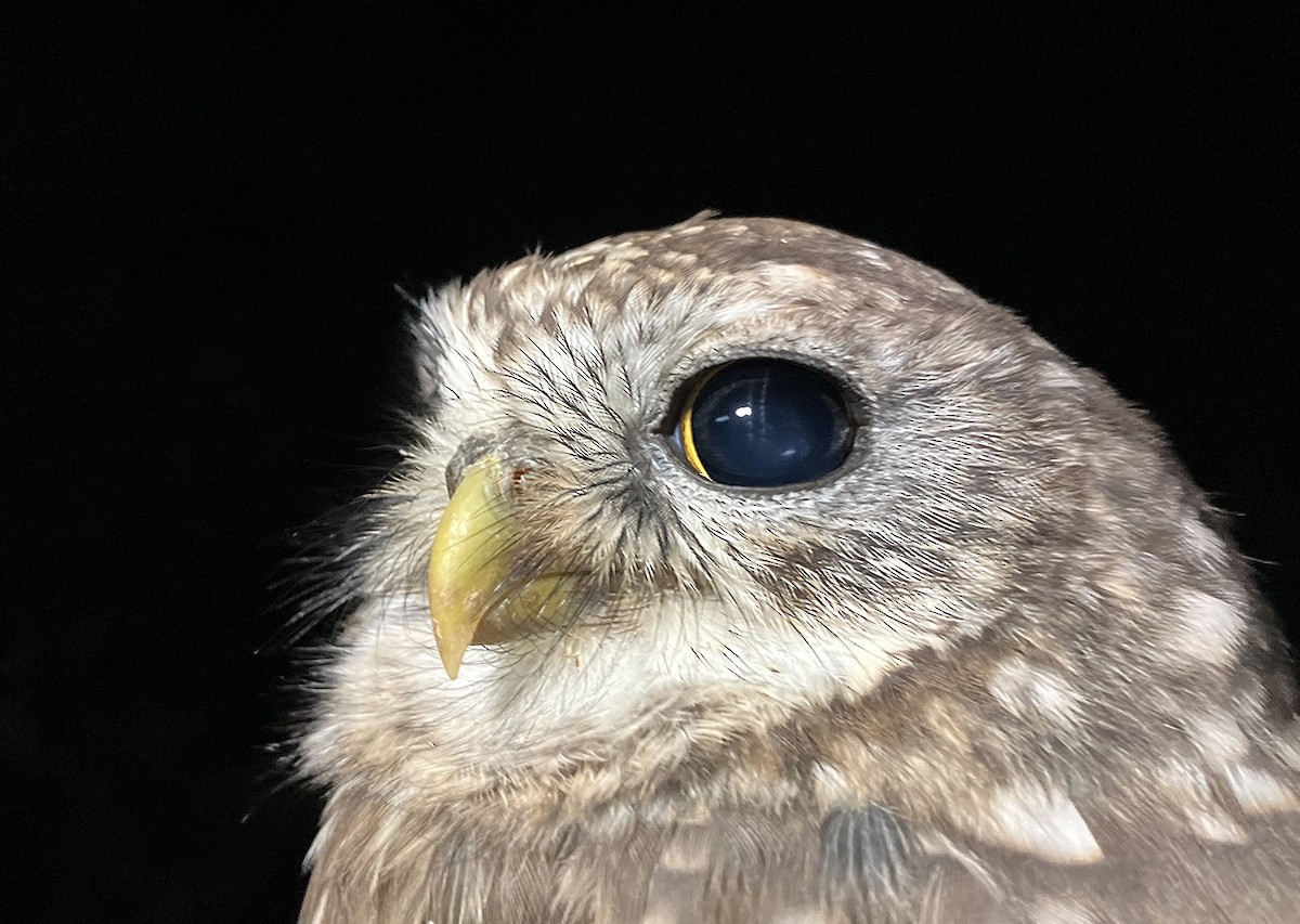 Сич хатній - ML644743221