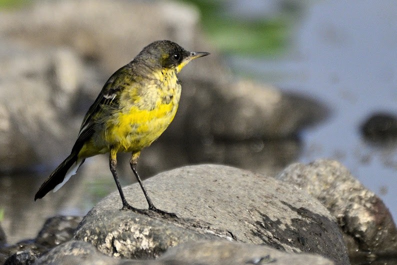 נחליאלי לימוני - ML644743226