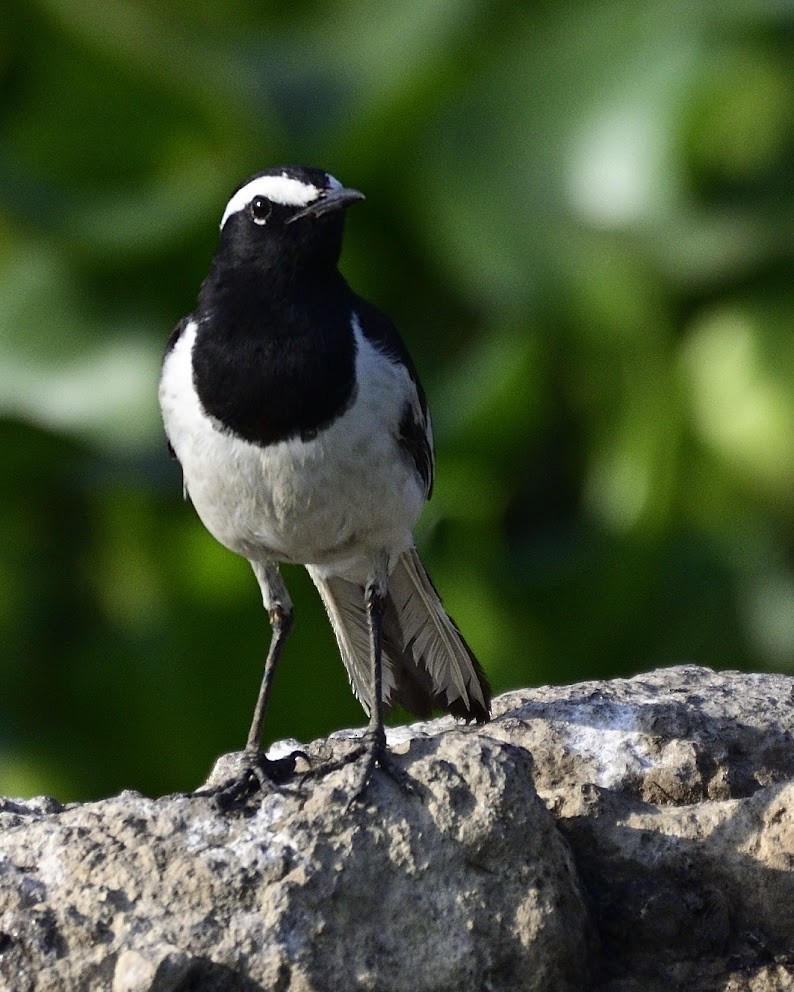 Bergeronnette indienne - ML644743232