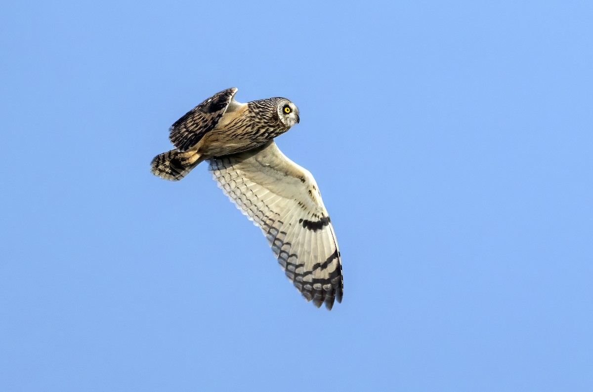 Short-eared Owl - ML644743241