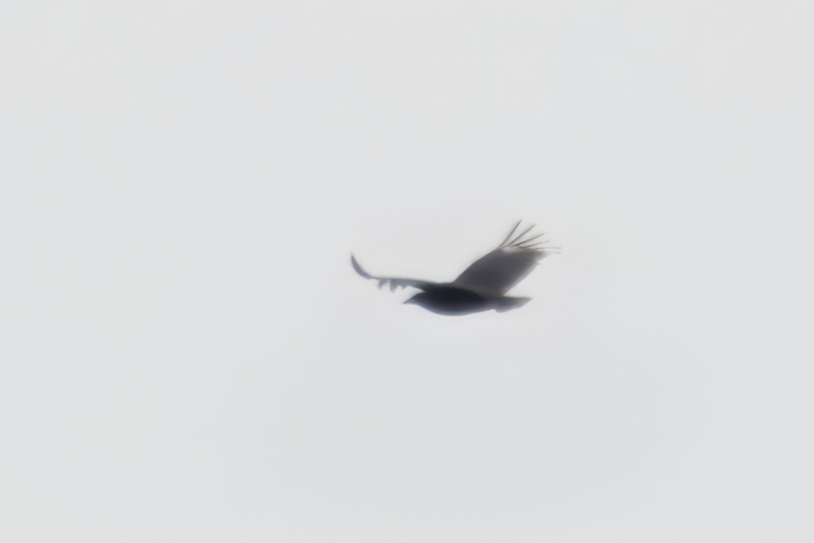 Black Vulture - ML644743242