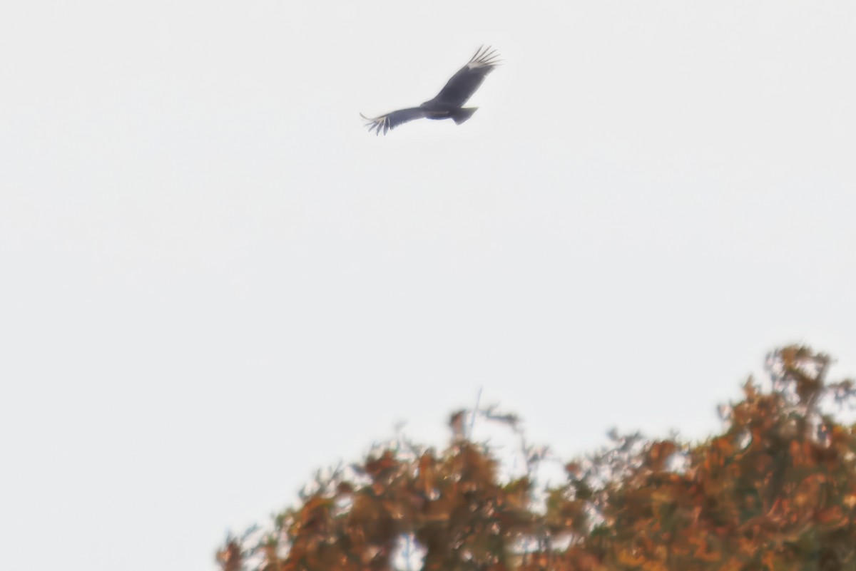 Black Vulture - ML644743243