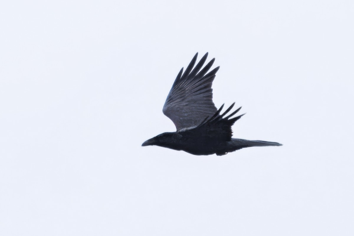 Common Raven - ML644743252
