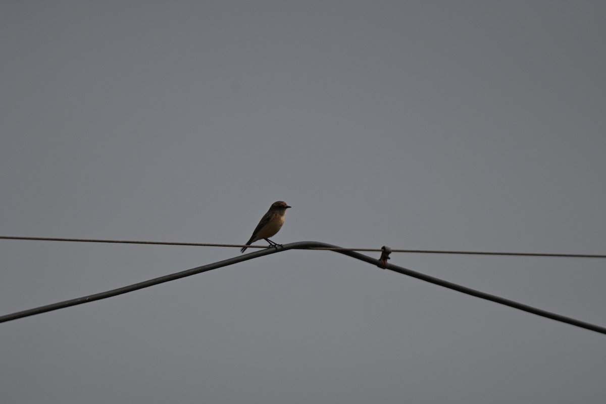 bramborníček sibiřský - ML644743259