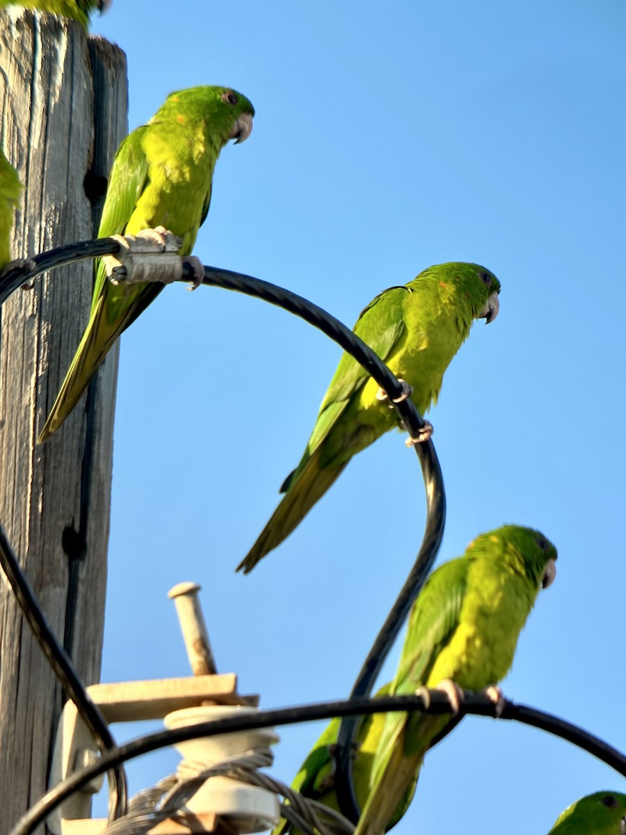Green Parakeet - ML644743267