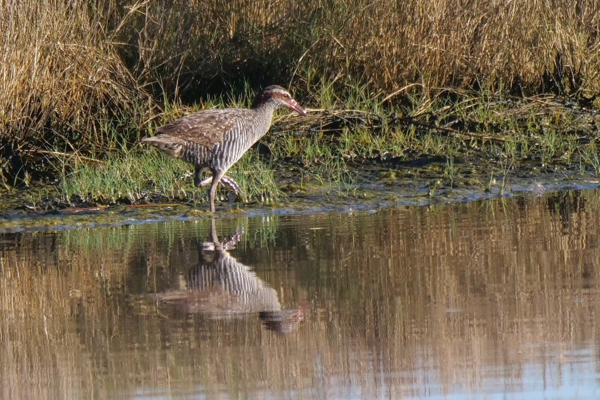 Buff-banded Rail - ML644743271