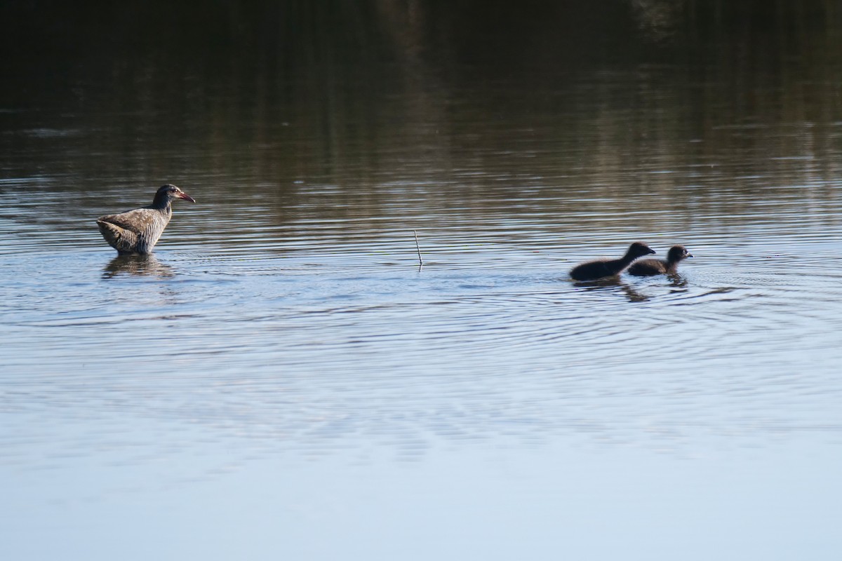 Buff-banded Rail - ML644743272