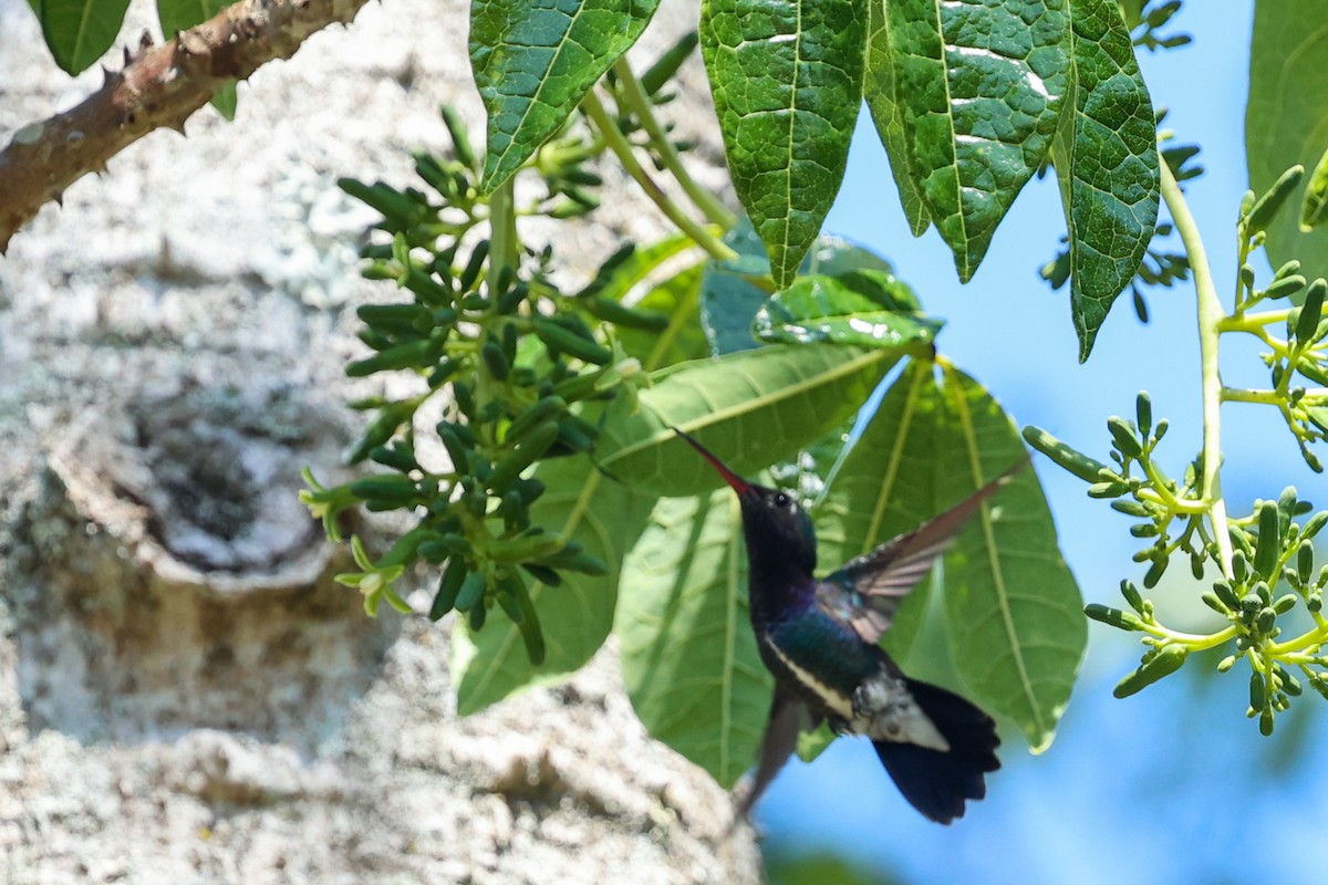 Sapphire-spangled Emerald - ML644743273