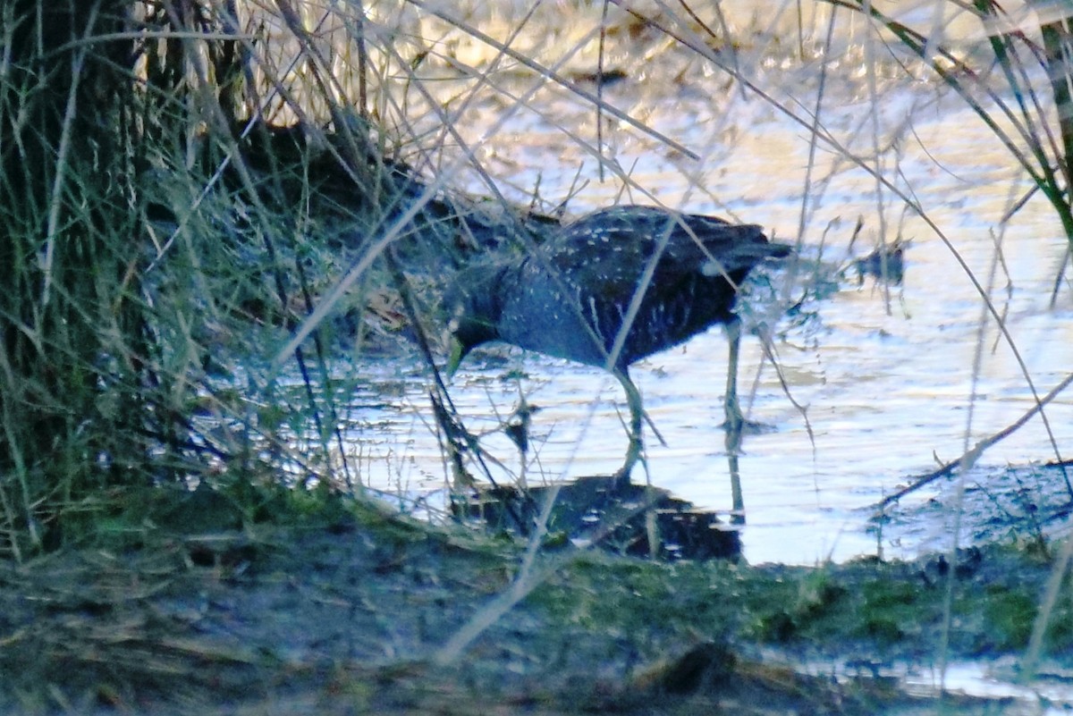 Australian Crake - ML644743274