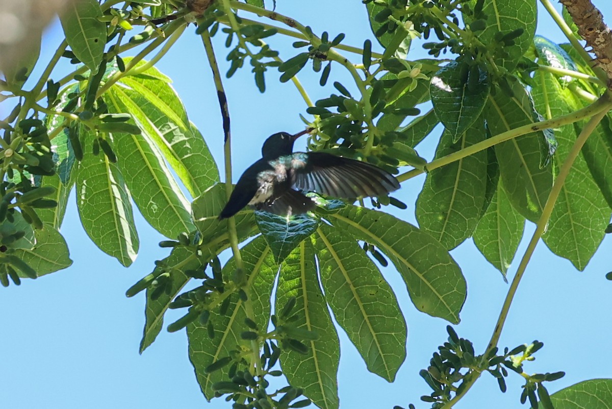 Sapphire-spangled Emerald - ML644743275