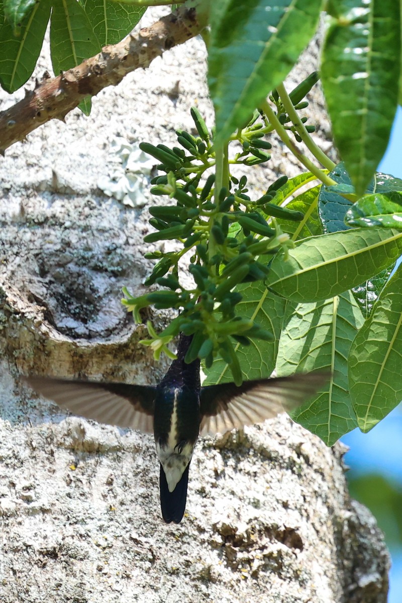 Sapphire-spangled Emerald - ML644743276