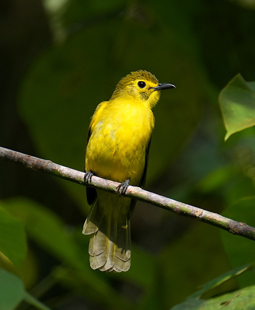 Yellow-browed Bulbul - ML644743277
