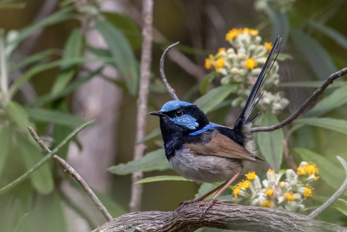 Superb Fairywren - ML644743278