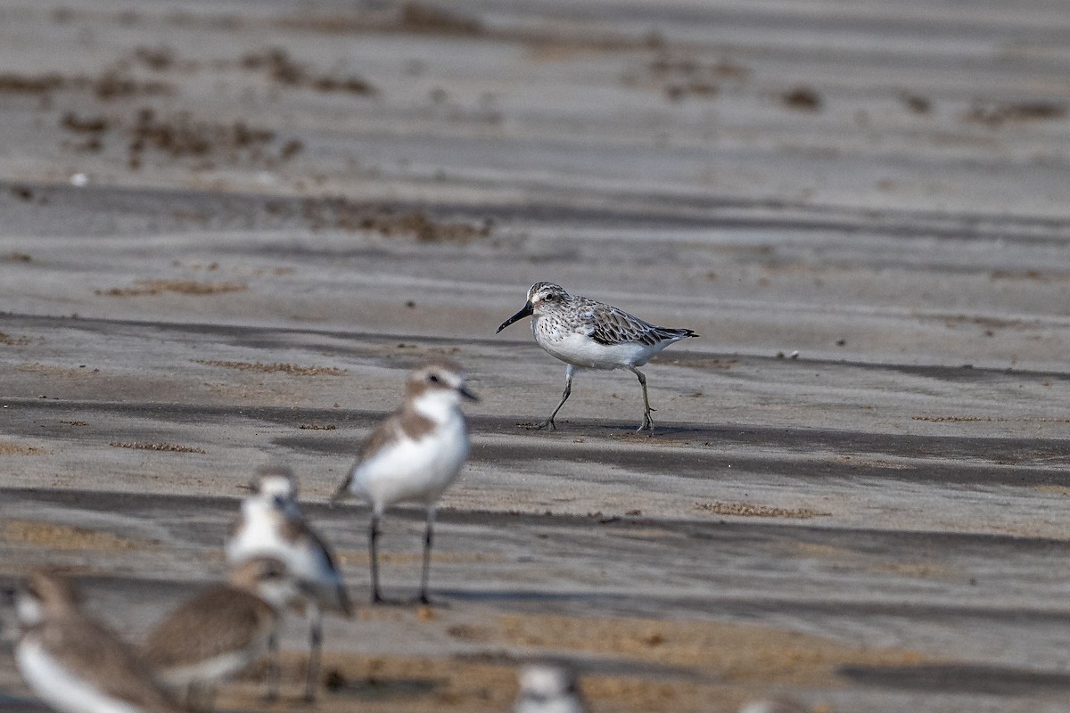 Txirri hankalaburra - ML644743279