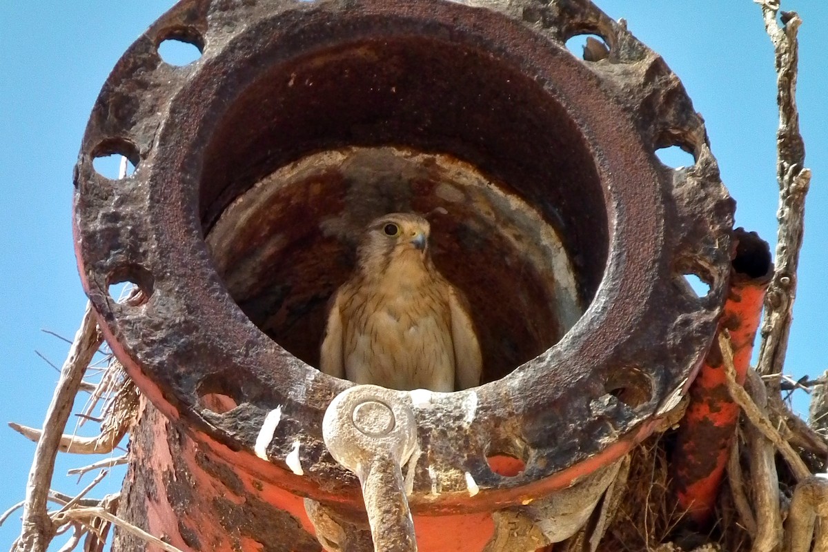 Nankeen Kestrel - ML644743280