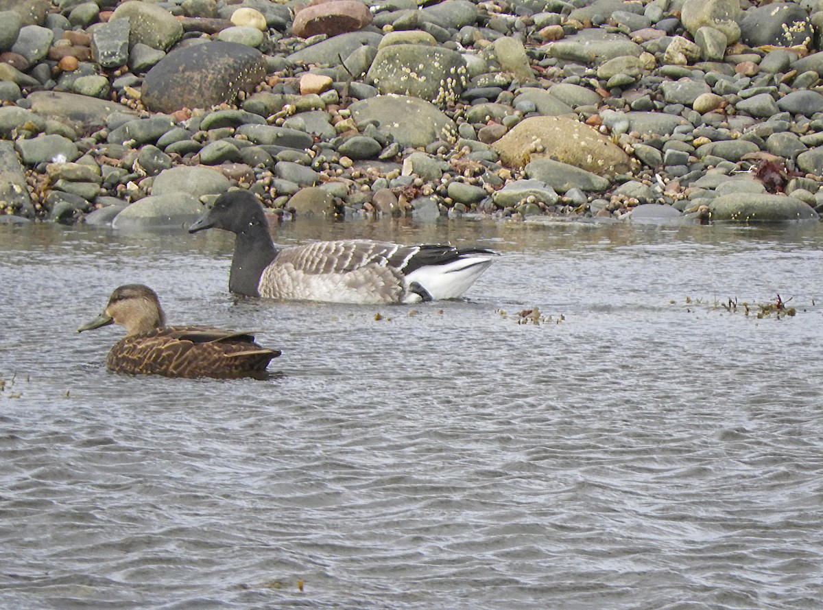 Branta musubeltza (hrota) - ML644743281