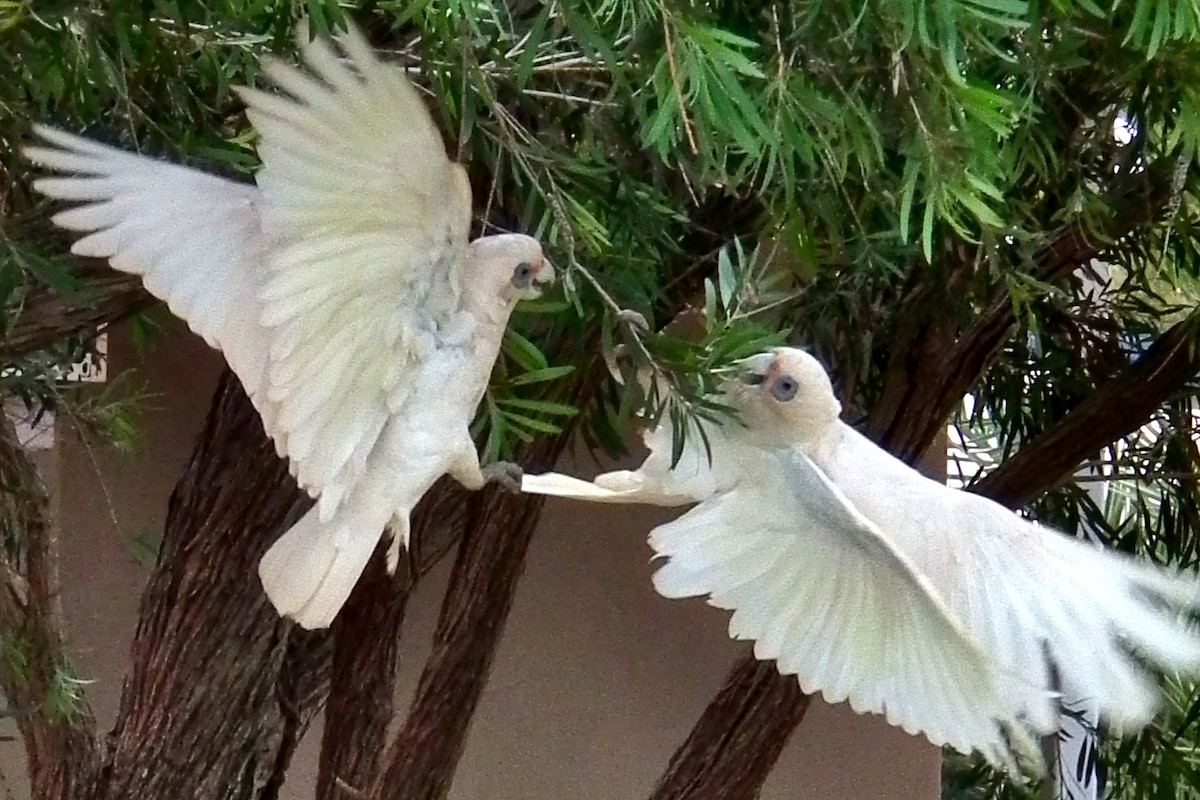 Little Corella - ML644743282