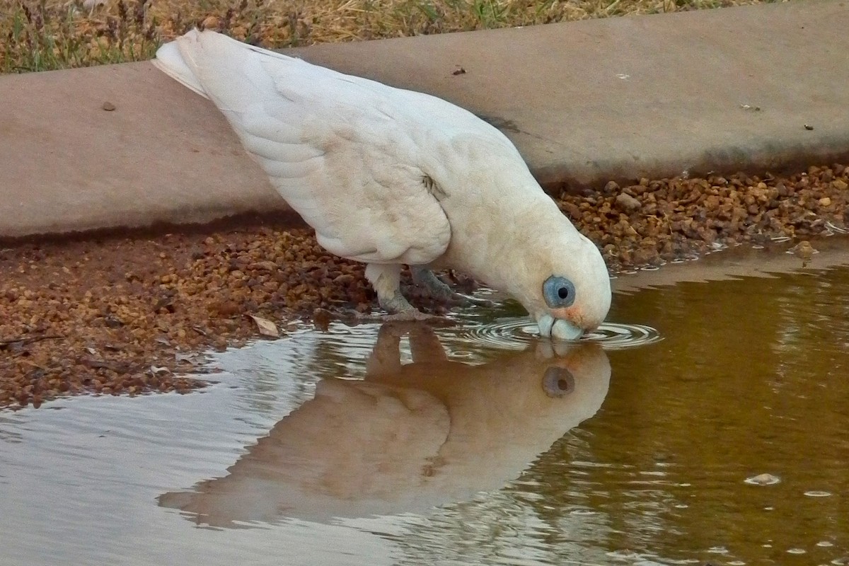 Little Corella - ML644743283