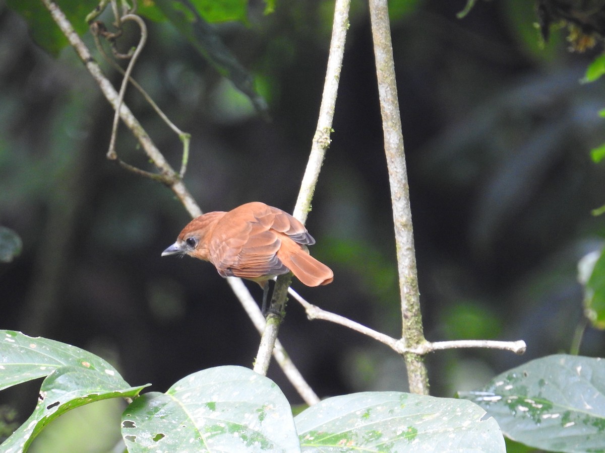 Cinnamon Becard - ML644743287