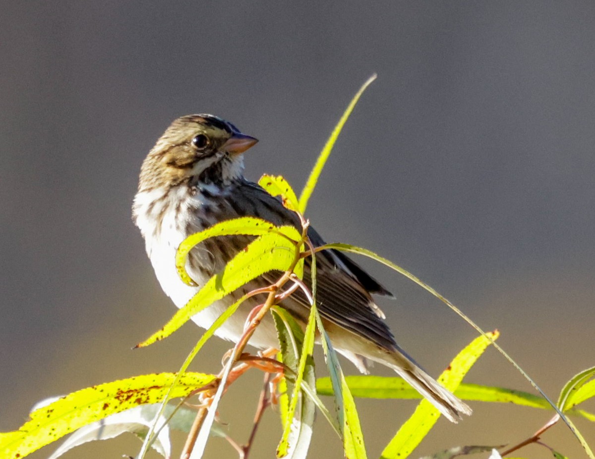 Savannah Sparrow - ML644743291