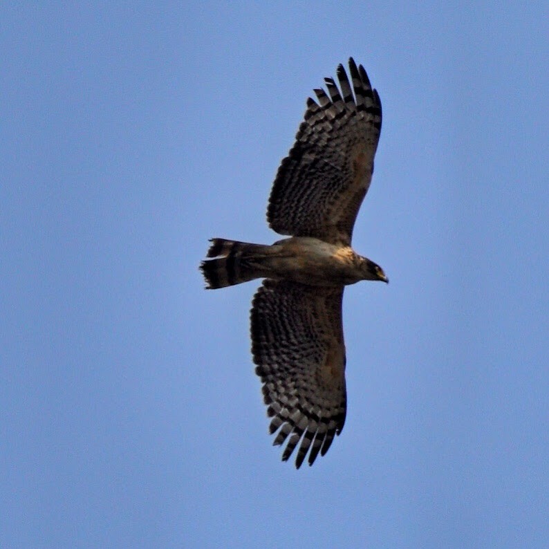 Crested Serpent-Eagle - ML644743292