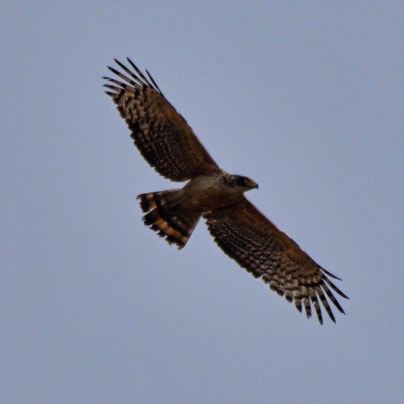 Crested Serpent-Eagle - ML644743293