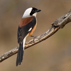 Rufous Treepie - ML644743294