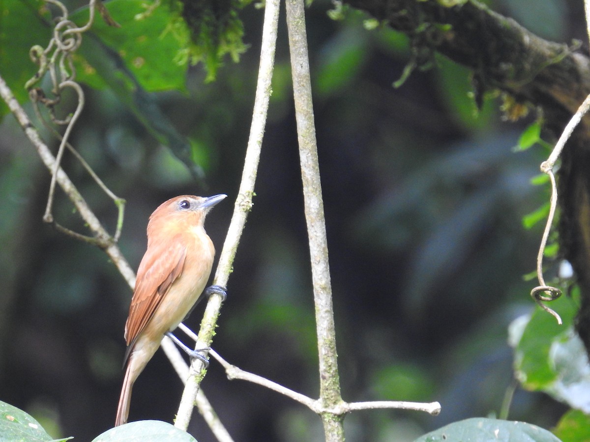 Cinnamon Becard - ML644743295