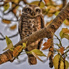 Spotted Owlet - ML644743296