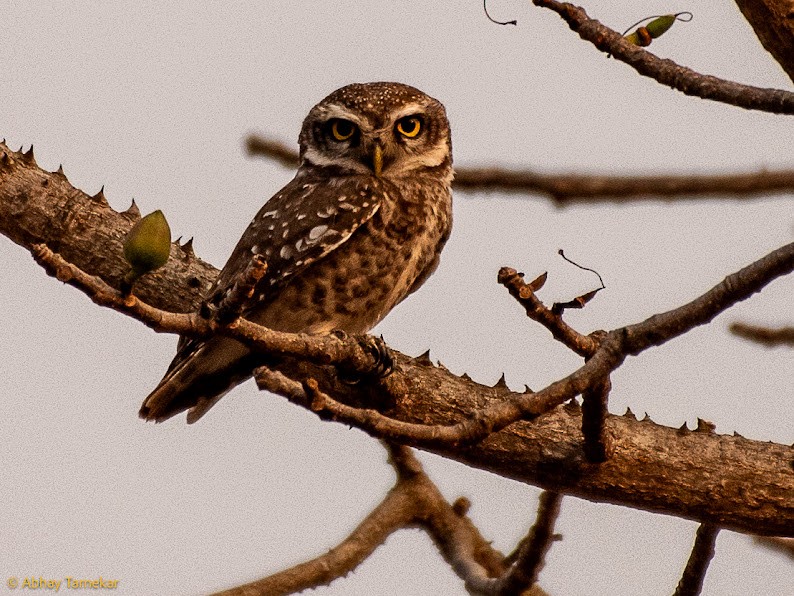 Spotted Owlet - ML644743297