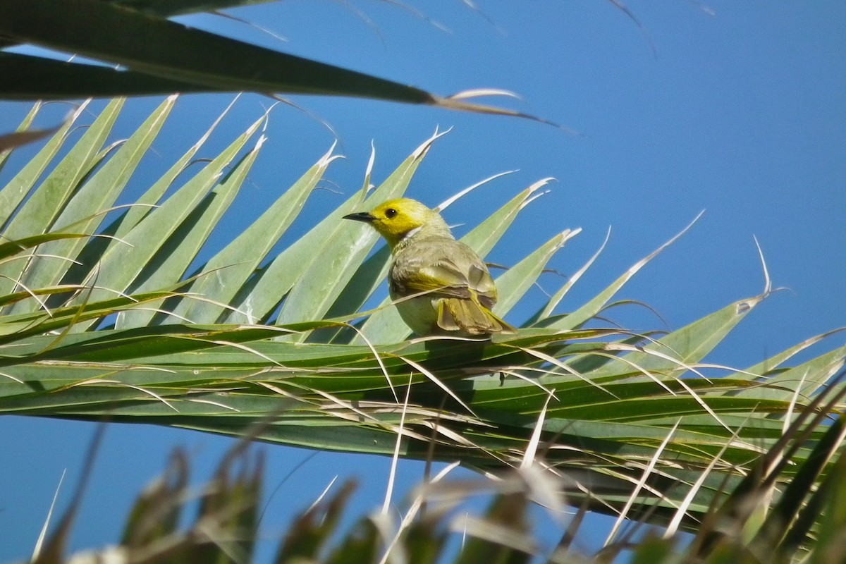 White-plumed Honeyeater - ML644743300