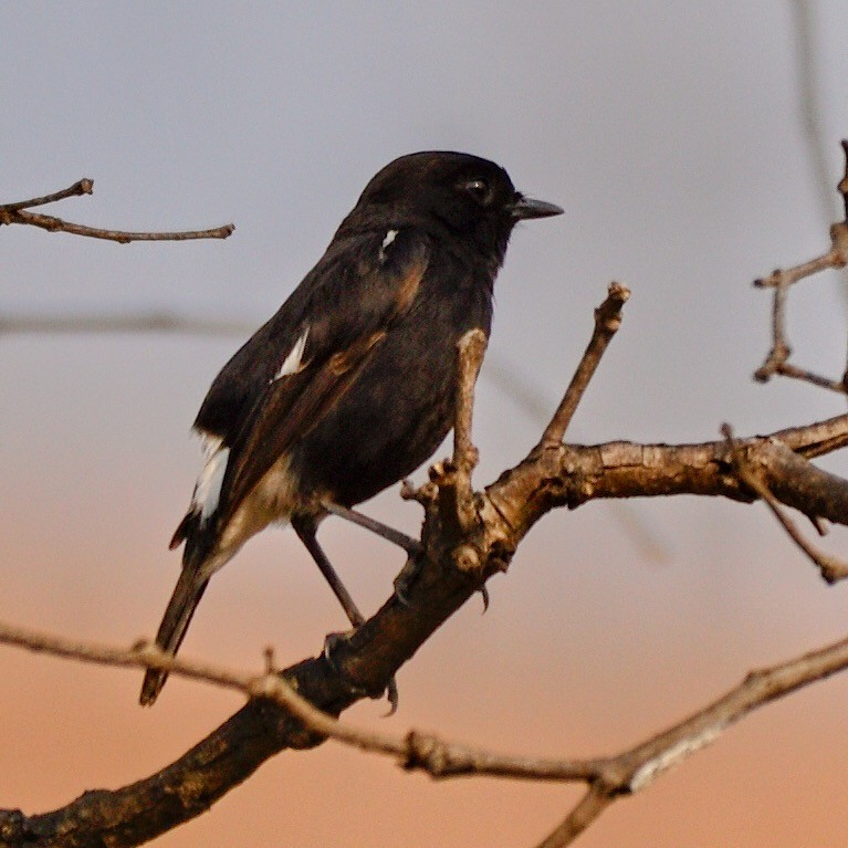 Pitxartxar beltza - ML644743301