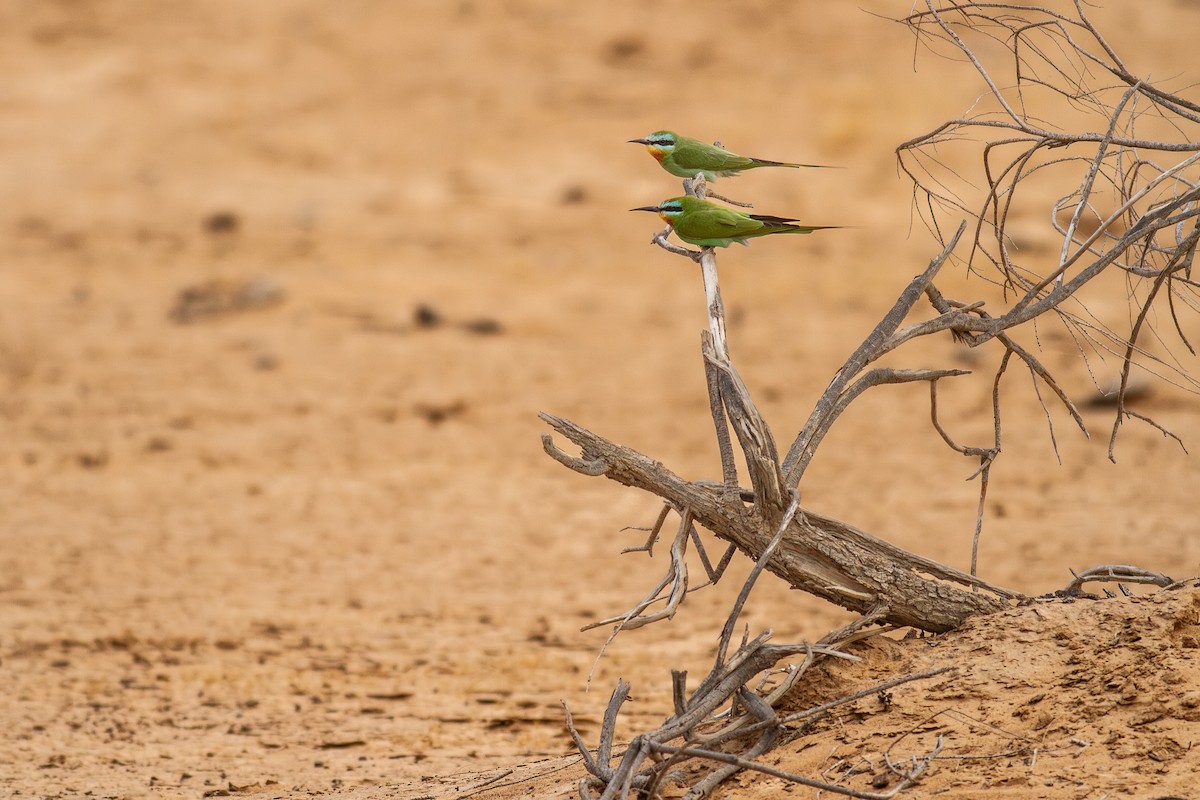 Erle-txori papargorria - ML644743302