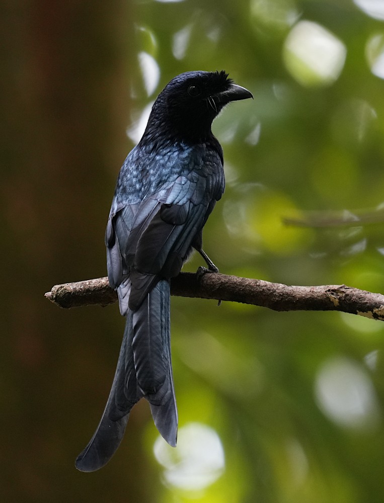 Sri Lanka Drongo - ML644743303