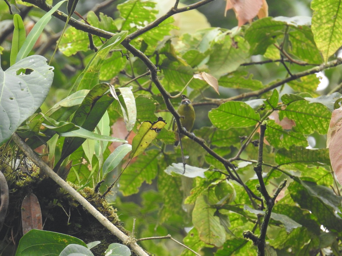 Olive-backed Euphonia - ML644743314