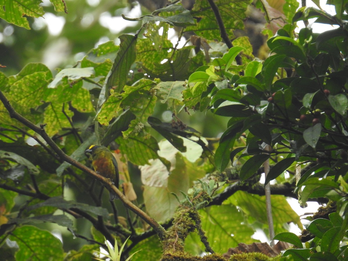 Olive-backed Euphonia - ML644743315