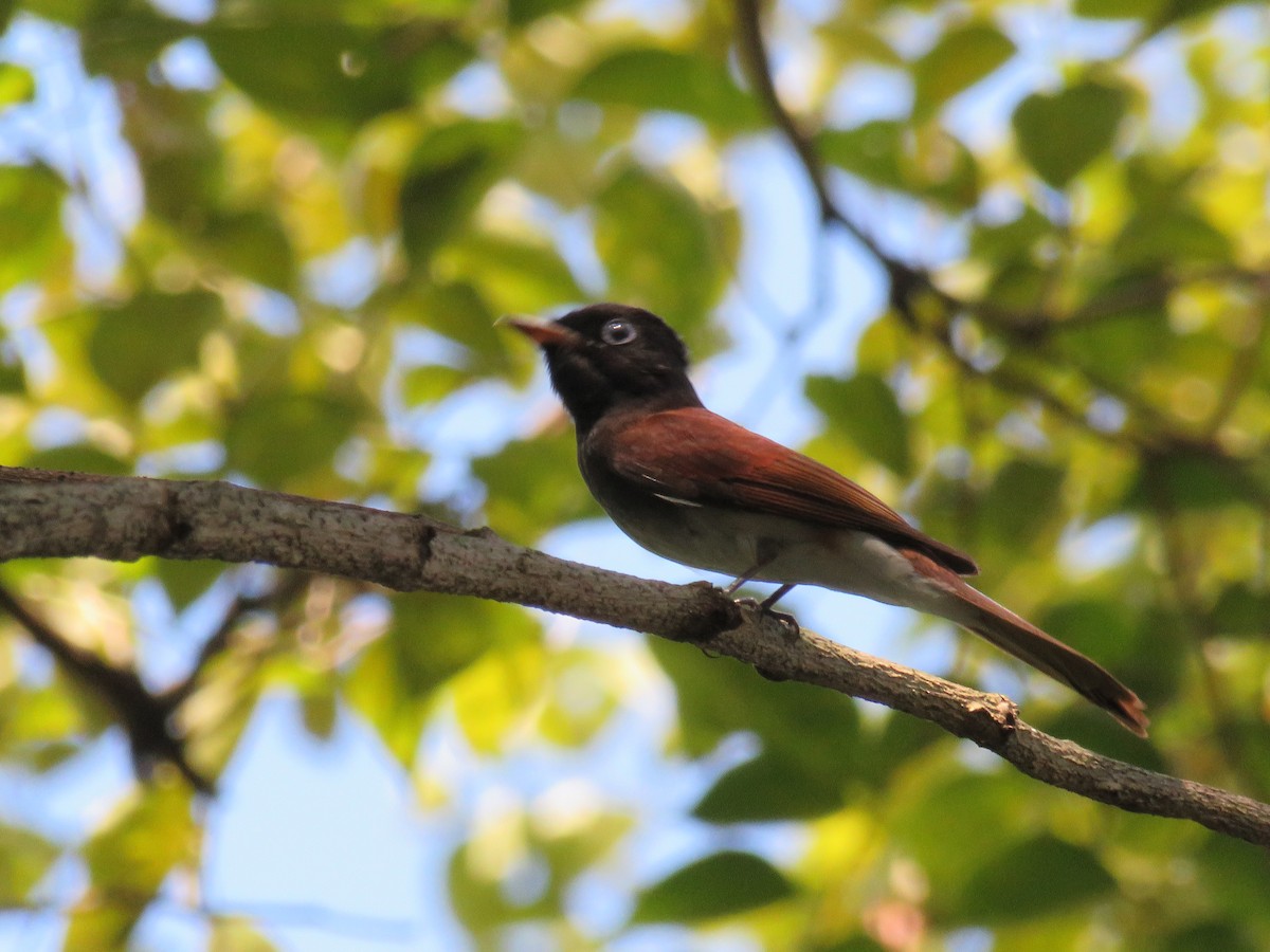 Monarca Japonés - ML644743316