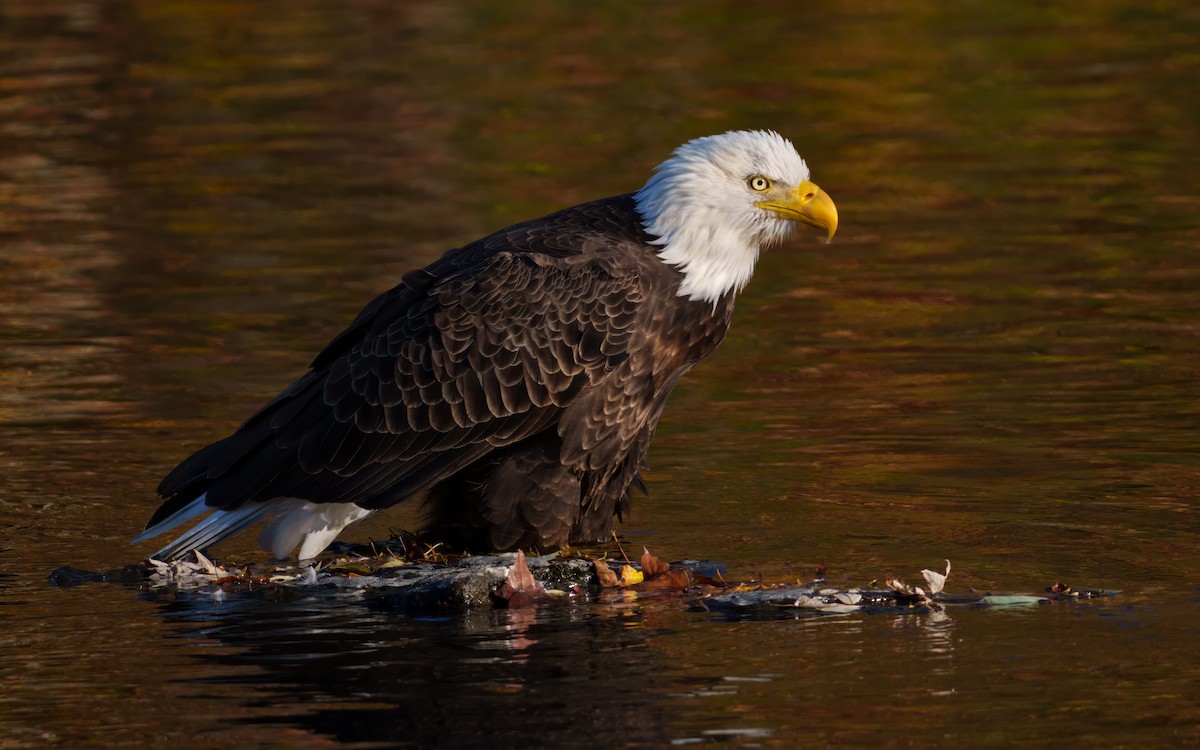 Pygargue à tête blanche - ML644743318