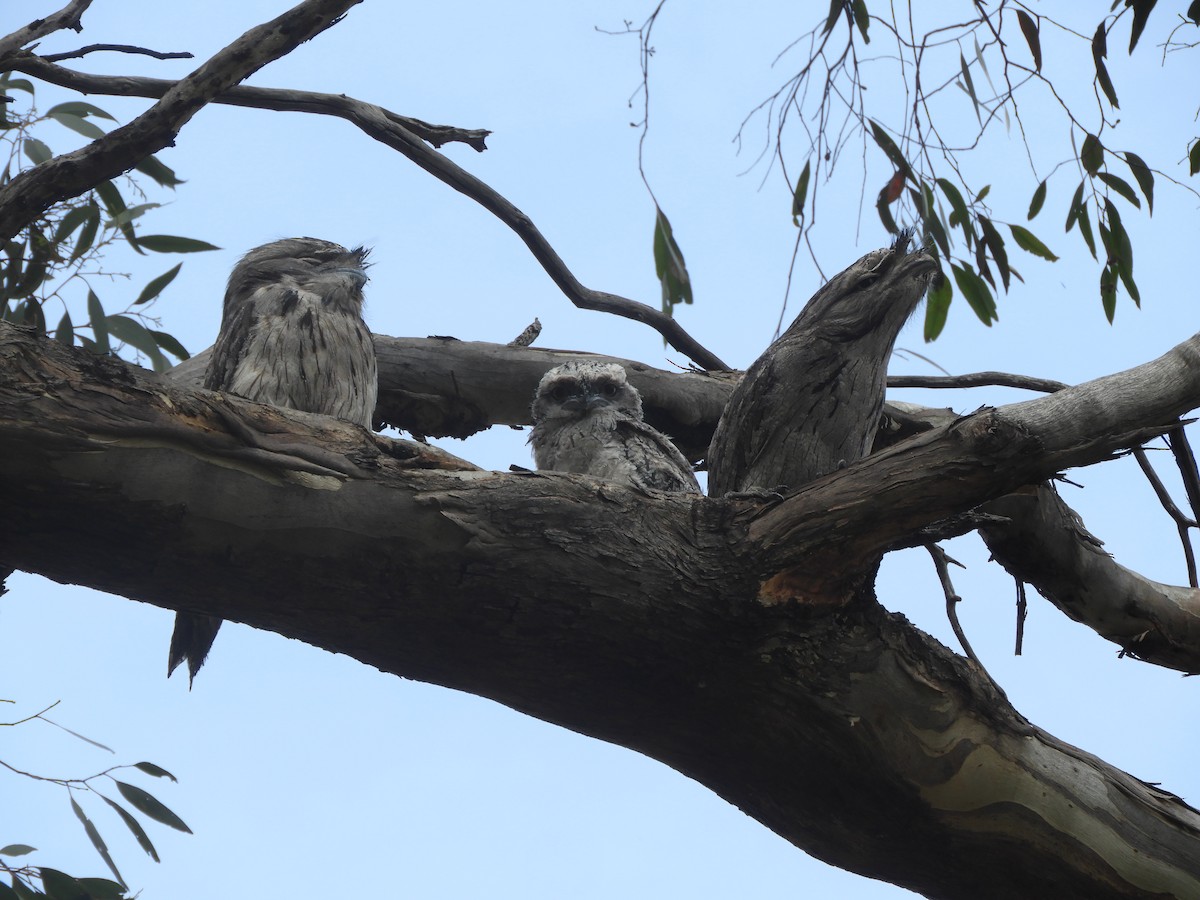 Tawny Frogmouth - ML644743322