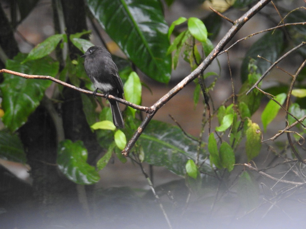 Black Phoebe - ML644743325