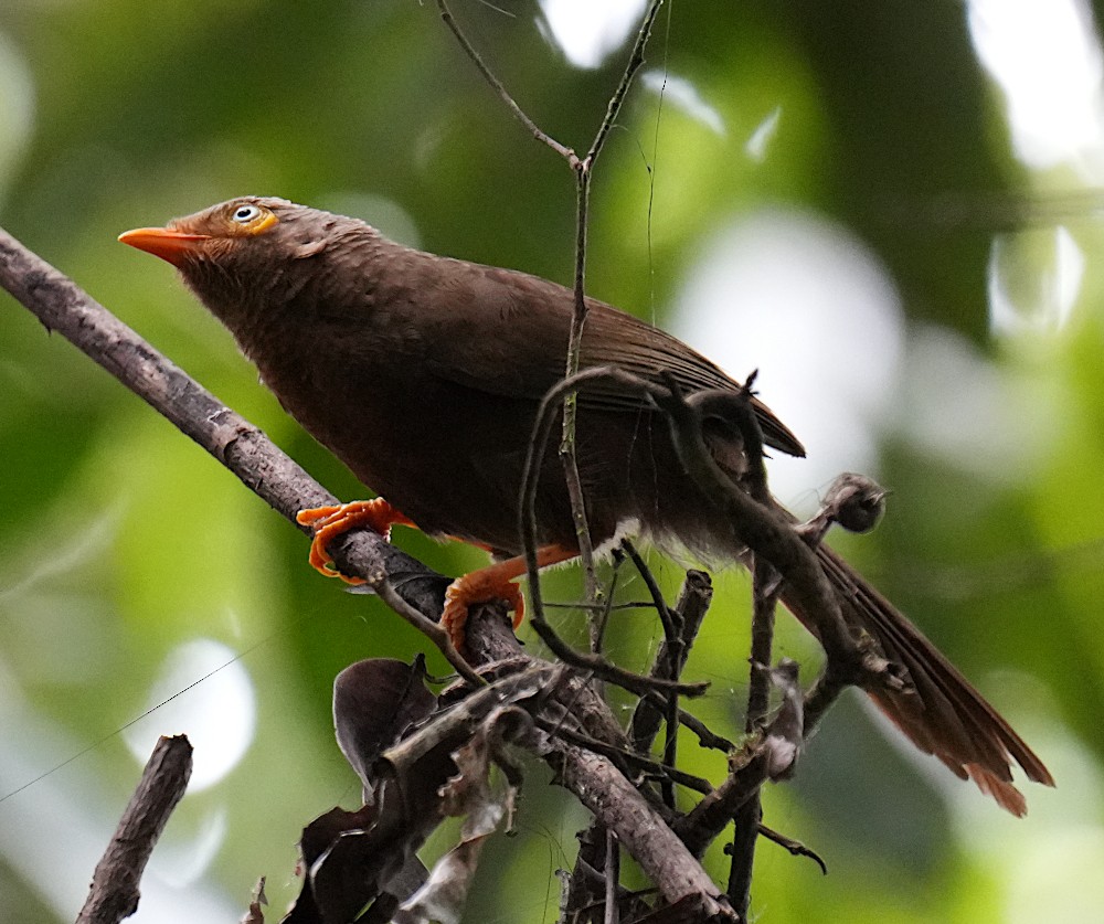 Orange-billed Babbler - ML644743327